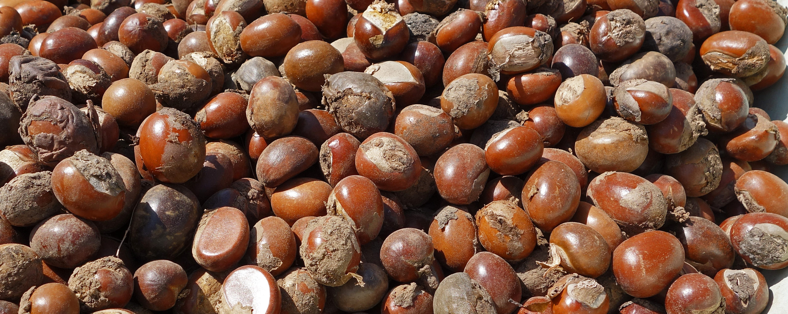 Shea nut harvest