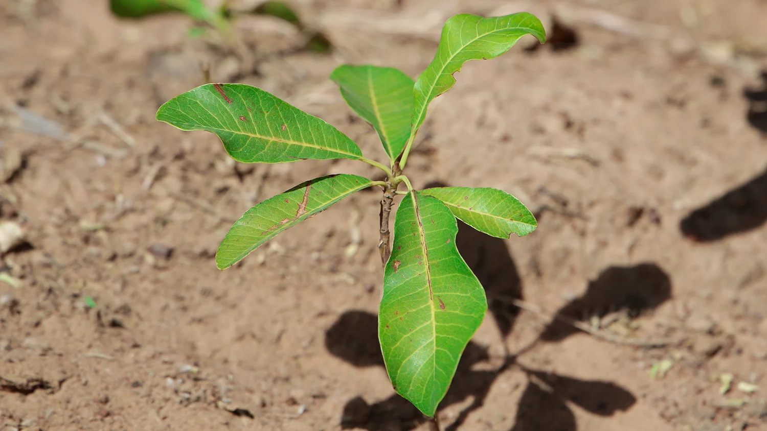 Shea seedling growing in Northern Uganda