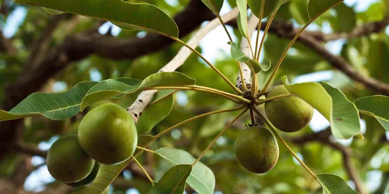 Community Empowerment Initiative