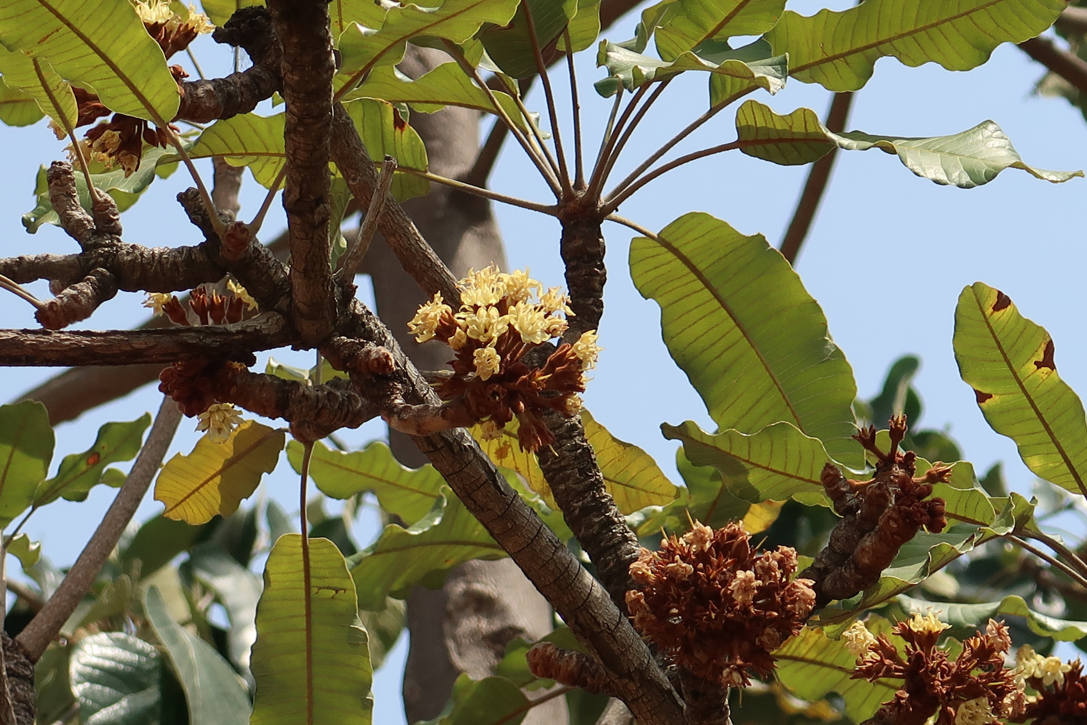 Nilotica Shea branded products